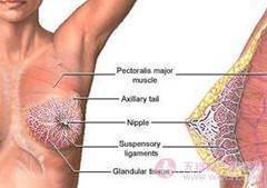 乳腺脂肪瘤的危害 乳腺脂肪瘤的主要危害有哪些？