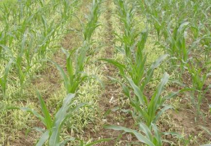 玉米苗后除草剂 玉米苗后除草剂-一、除草剂种类，玉米苗后除草剂