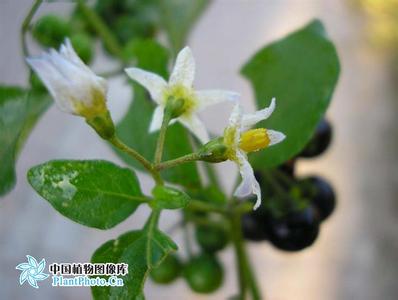 solanum病毒事件 Solanum Solanum-植物，Solanum-病毒