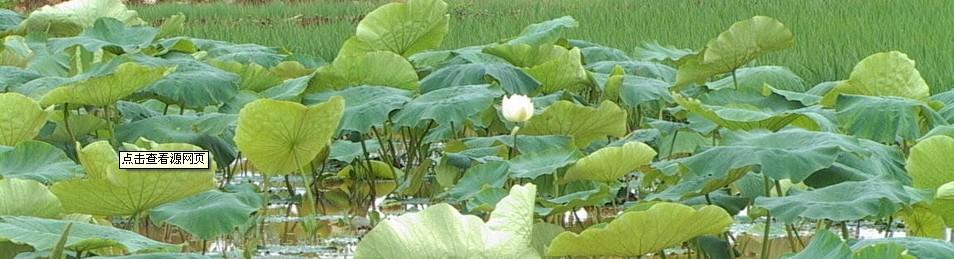 有机蔬菜的市场前景 水生蔬菜 水生蔬菜-定义，水生蔬菜-水生蔬菜的市场前景