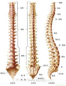 脊梁骨是哪里 脊梁骨