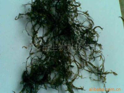 马尾藻海 马尾藻 马尾藻-基本情况，马尾藻-特点