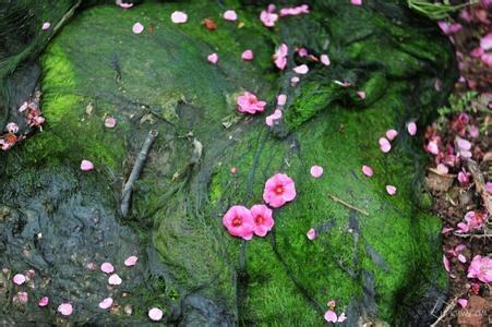 化作春泥更护花全诗 “落红不是无情物,化作春泥更护花”的意思及全诗赏析