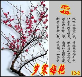 《梅花雪》 《梅花雪》-歌词，《梅花雪》-歌手简介