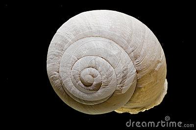 蜗牛壳 蜗牛壳-蜗牛壳
