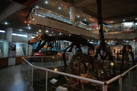 中国古动物馆 中国古动物馆-部门设置，中国古动物馆-馆舍规模