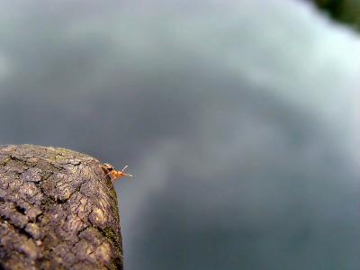 如何消灭小黄蚂蚁 如何处理小黄蚂蚁