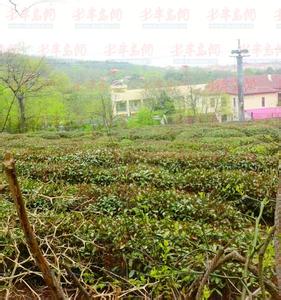 崂山茶 崂山茶 崂山茶-简介,崂山茶-历史