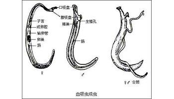 扁形动物的主要特征 扁形动物门 扁形动物门-基本概述，扁形动物门-主要特征
