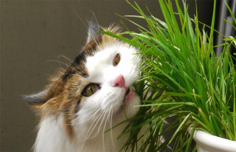 猫草 猫草-简介，猫草-猫草对猫的功用