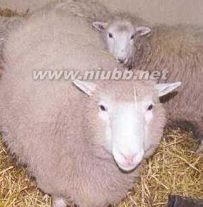 克隆羊多莉的诞生 克隆羊 克隆羊-多莉简介，克隆羊-诞生