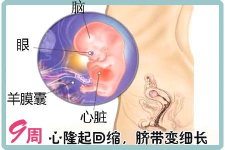 怎样容易怀孕双胞胎 怎样才能更快怀孕