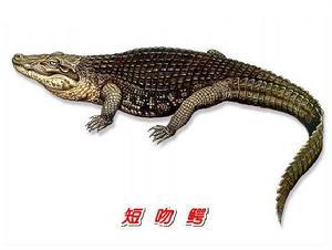 性格特征分类 短吻鳄 短吻鳄-特征，短吻鳄-分类