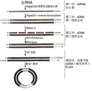 cDNA文库 cDNA文库-mRNA，cDNA文库-TRNA