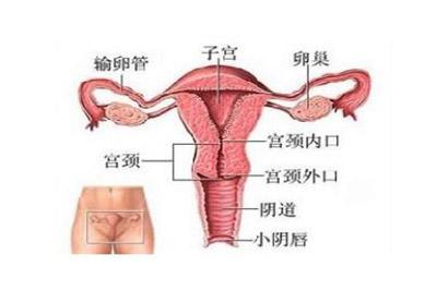 子宫内膜增厚 子宫内膜增厚-概述，子宫内膜增厚-病因
