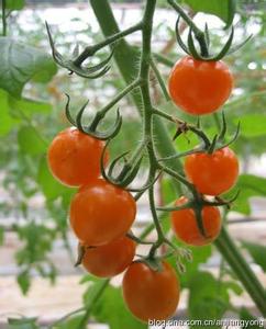 樱桃番茄 樱桃番茄-名字由来，樱桃番茄-系列品种