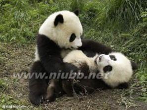 大熊猫 大熊猫-简介，大熊猫-发现过程
