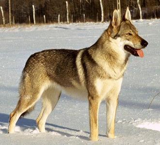 狼犬 狼犬-简介，狼犬-狼犬种类