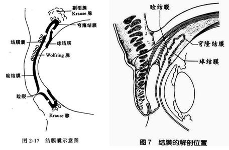 结膜囊 结膜囊 结膜囊-简介，结膜囊-定义