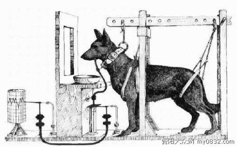 巴甫洛夫实验 巴甫洛夫的狗 巴甫洛夫的狗-简介，巴甫洛夫的狗-实验结果