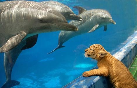 海豚智商 海豚[动物] 海豚[动物]-海豚简介，海豚[动物]-智商