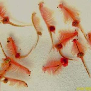 如何孵化丰年虾 冬季如何孵化丰年虾