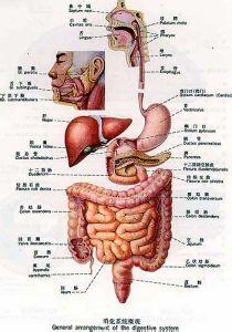 神经官能症的发病原因 胃肠神经官能症 胃肠神经官能症-概述，胃肠神经官能症-发病机理