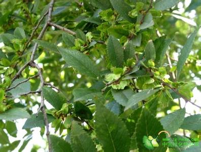 榔榆 榔榆-形态特征，榔榆-生长习性