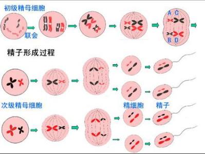 减数分裂 减数分裂-概述，减数分裂-简介