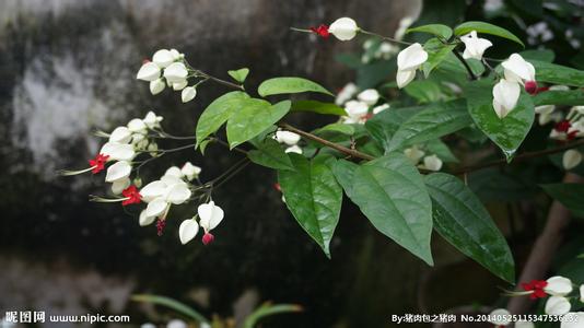 九龙吐珠 九龙吐珠-植物形态，九龙吐珠-生境分布