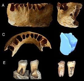 1.2万年前美人鱼化石 颚骨 颚骨-简介，颚骨-250万年前人类颚骨化石