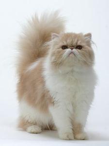 波斯猫 波斯猫-品种起源，波斯猫-体貌特征