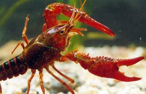 小龙虾 小龙虾-形态特征，小龙虾-栖息环境