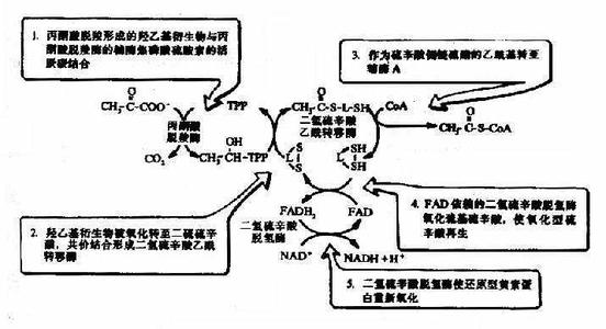 丙酮酸脱氢酶复合物 丙酮酸脱氢酶复合物-丙酮酸脱氢酶复合物，丙