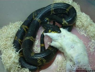 生物特征识别 棕黑锦蛇 棕黑锦蛇-基本资料，棕黑锦蛇-识别特征