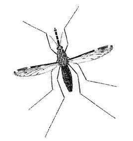 困难群体生活状况调查 按蚊 按蚊-基本生活状况介绍，按蚊-群体种类分布