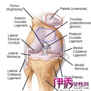 膝关节支具简介 膝关节 膝关节-简介，膝关节-结构