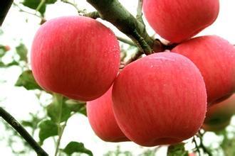 红富士苹果 红富士苹果 红富士苹果-名称，红富士苹果-形态特征
