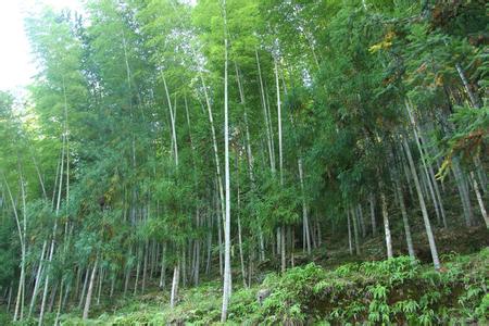 毛竹 植物  毛竹 植物 -生态习性，毛竹 植物 -适生环境要求