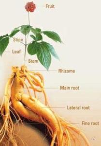 人参的药用价值 人参的主要成分药用价值