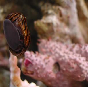 幽门螺杆菌生存环境 淡水螺 淡水螺-简介，淡水螺-生存环境
