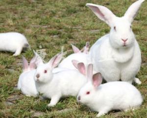 描写小白兔外貌的句子 中国白兔 中国白兔-简介，中国白兔-体型外貌