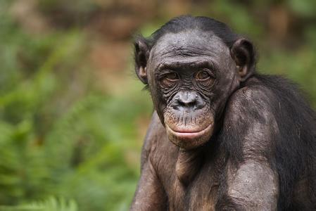 倭黑猩猩 倭黑猩猩 倭黑猩猩-简介，倭黑猩猩-特征