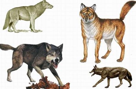 方舟生存进化物种分布 恐狼 恐狼-物种发现，恐狼-物种分布