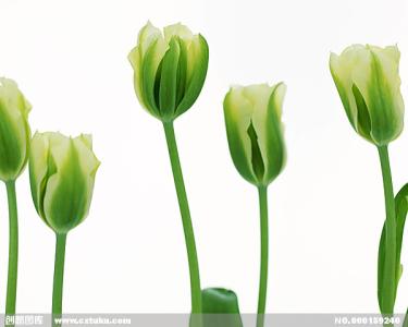 重庆花卉园郁金香 郁金香 郁金香-花卉简介，郁金香-植物概述