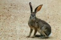 属兔人性格特征 兔属 兔属-信息，兔属-物种特征