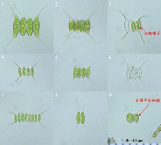 四尾栅藻 四尾栅藻 四尾栅藻-分类，四尾栅藻-形态特征