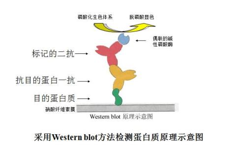 糜蛋白酶使用注意事项 蛋白印迹的使用注意事项有哪些