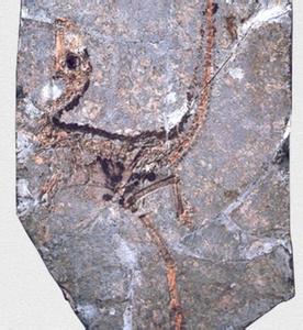 中华龙鸟化石 中华龙鸟化石 中华龙鸟化石-基本概述，中华龙鸟化石-基本特征