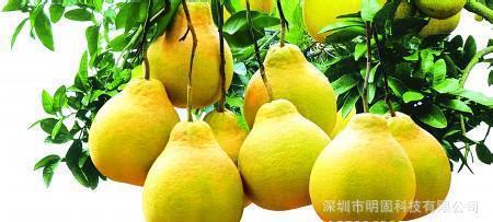 梅州金柚 金柚之乡 金柚之乡-金柚简介，金柚之乡-梅州金柚的用途
